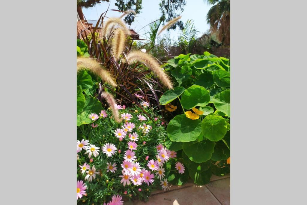 Eilat Stone - Patio אבן אילת - פטיו Lägenhet Exteriör bild