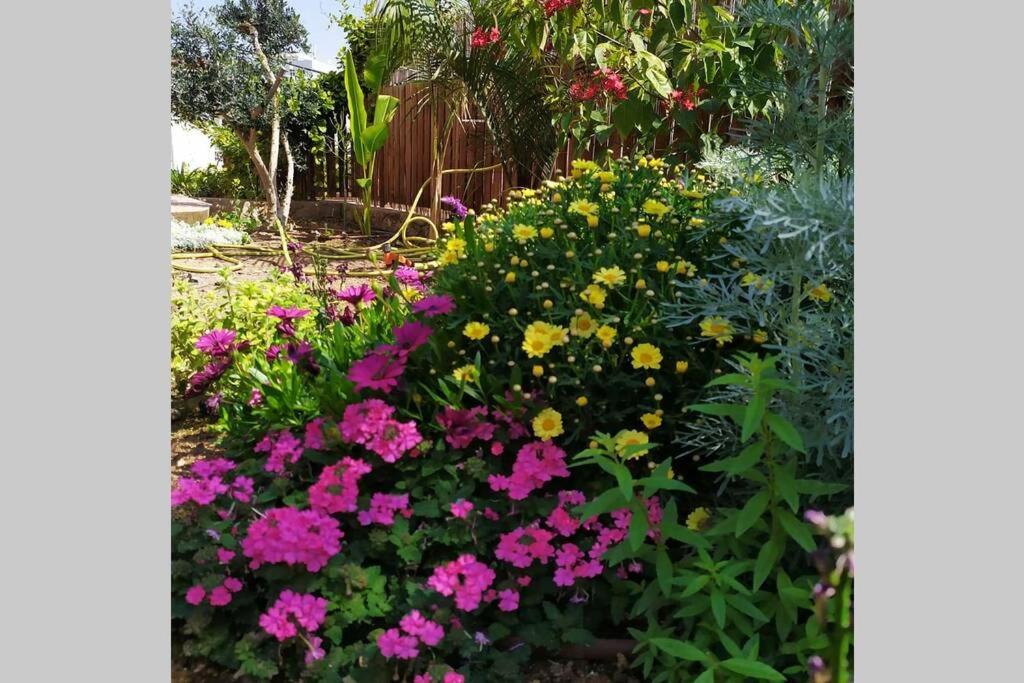 Eilat Stone - Patio אבן אילת - פטיו Lägenhet Exteriör bild
